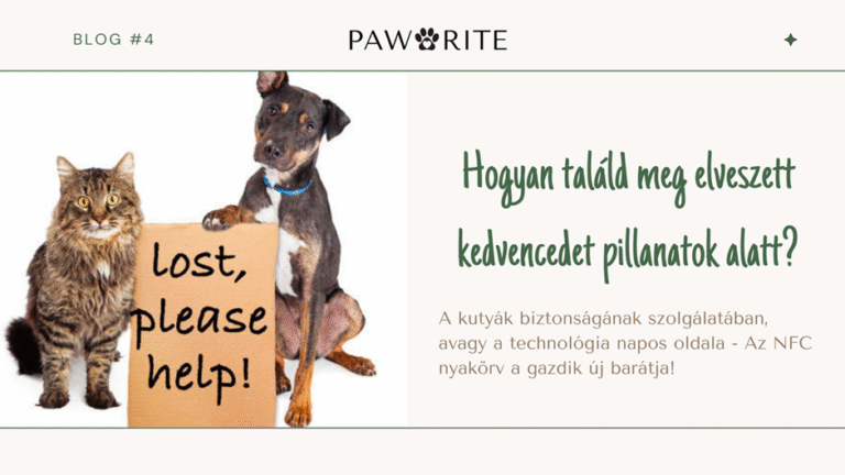 Hogyan találd meg elveszett kedvencedet pillanatok alatt?