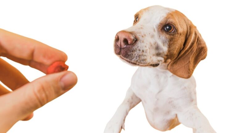 Miért kell a kutyáknak vitamin?