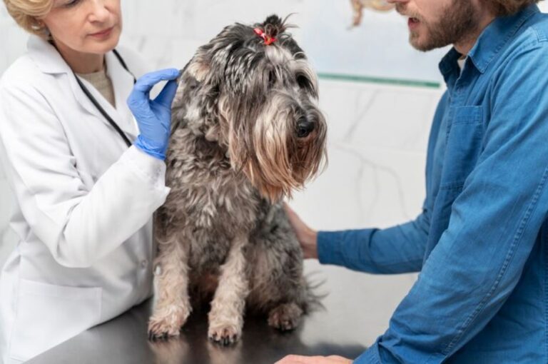 A kötelező kutya chip és ami azon túl van